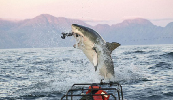 新闻吃鲨鱼视频下载苹果苹果手机腾讯视频下载的视频在哪个文件夹-第1张图片-太平洋在线下载